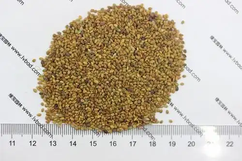 播种时间 草木犀种子一年四季只要是温度适宜都是可以播种的,一般在