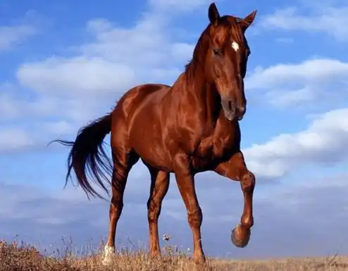 世界十大名马排名,纯血马以速度快称霸世界