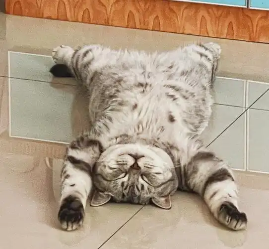 我的萌宠  #猫咪的奇葩睡姿