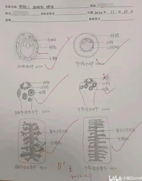 《人体寄生虫学》实验手绘图