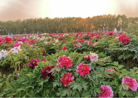 云"游"龙池牡丹种植基地第五站——国花牡丹园
