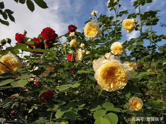 一款佛系月季:朝圣者(也叫天路)