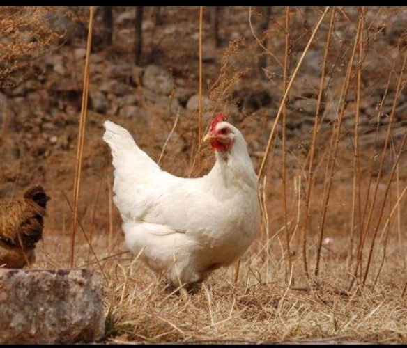 昆明常盛禽业罗曼粉壳蛋鸡青年鸡60天体重14斤以上