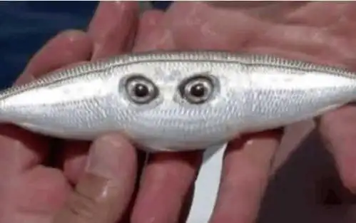 男子海边钓上长有2只眼睛的"怪眼鱼", 细看后果断将其放生