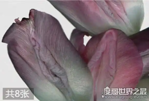 女人哪种下面最受欢迎收口荷包型男人的最爱10种形状排名