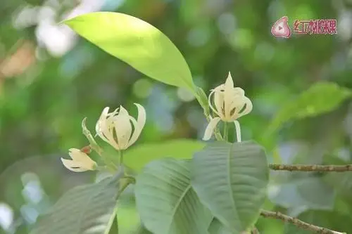 潮州白兰花开满城飘香