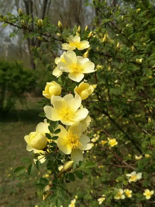 单瓣黄刺玫