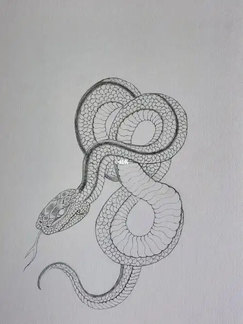 绘画练习蛇