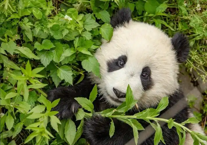 国宝大熊猫真想按在地上好好撸一把