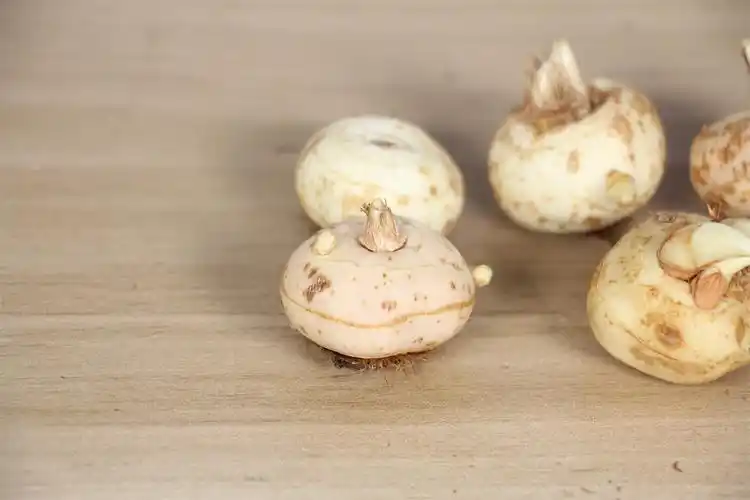 藏红花球茎如何栽培