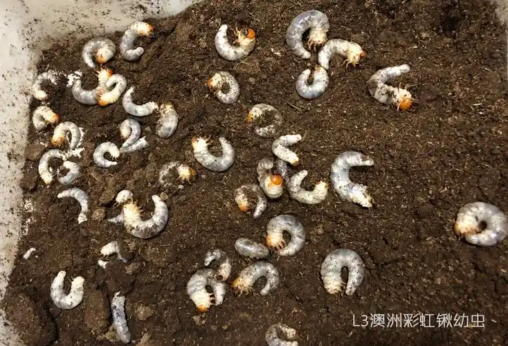 yccr澳洲彩虹锹形虫l3幼虫锹甲兜虫独角仙宠物甲虫运输包风险