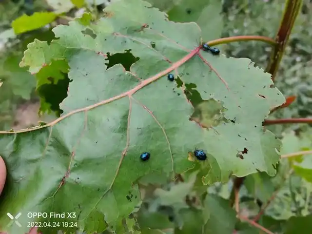 家里出现很小的蓝色的虫子(杨柳树上这种常见的蓝色甲虫怎么治)