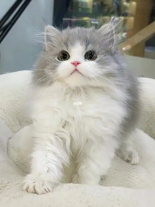 很甜美的蓝白高地猫咪清丽脱俗