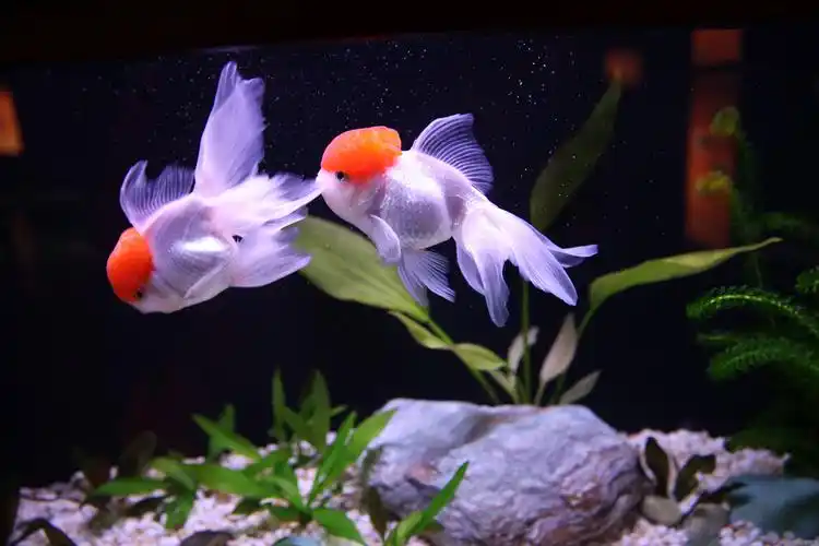 【图】金鱼_1_摄影课堂_爱卡汽车