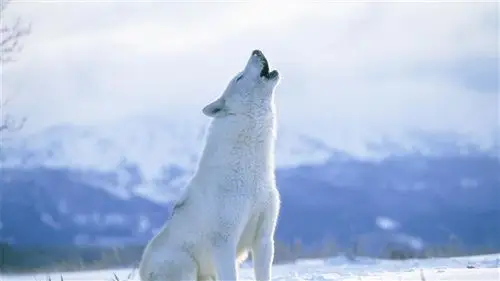 美国黄石公园美丽白狼神秘重伤:忍痛安乐死