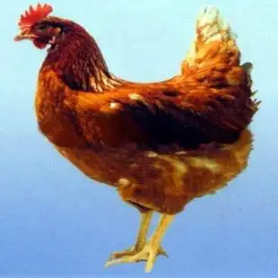 罗曼褐蛋鸡有什么特点?罗曼褐蛋鸡品种及图片大全