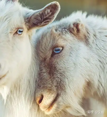 羊的眼睛 - 知乎