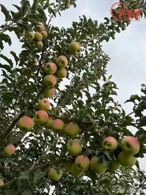 大妈的精选##这个好物闭眼入##新疆阿克苏苹果##水果