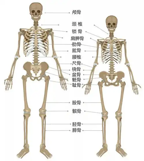 男女骨架差异示意图