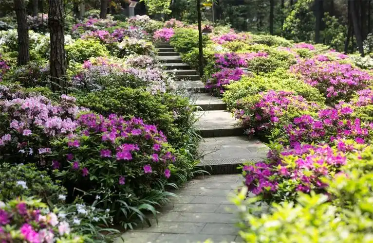 江北铁山坪杜鹃园生态保护修复前 重庆市规划和自然资源局供图