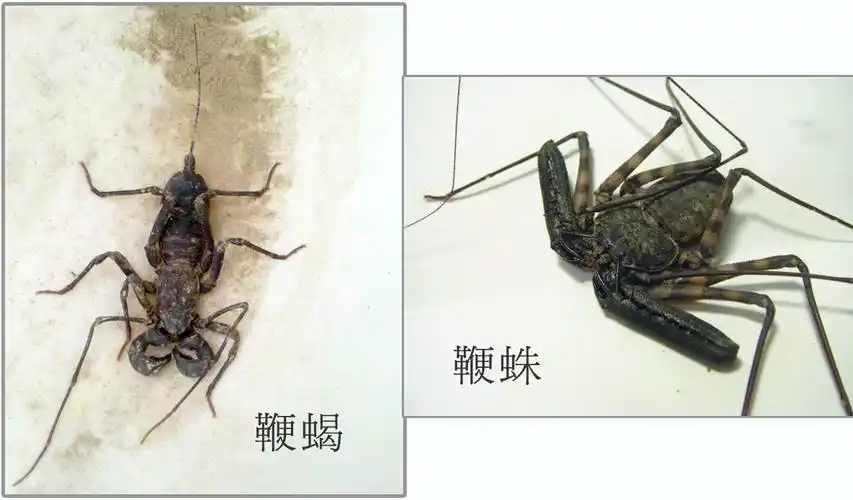 鞭蛛vs鞭蝎鞭蛛鞭蝎怎么区分鞭蛛能吃吗