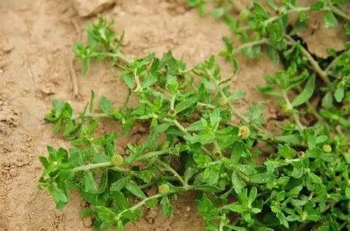 农村这种野草,叫"鹅不食草",是治疗鼻炎的良药,你见过吗?