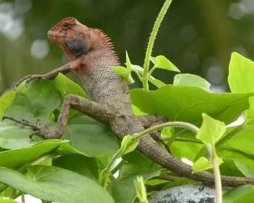 尾巴很长上面有像眼镜蛇似的黑白环,会有毒吗?另外它具体吃什么东西?