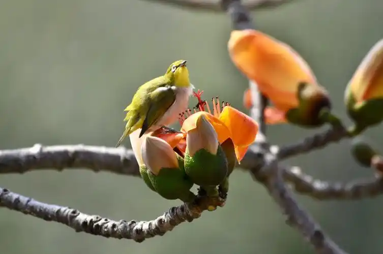 光影瞬间一一赵日杰花鸟摄影篇