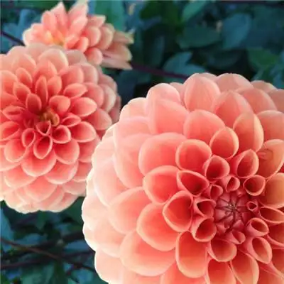 qq菊花头像,多姿多彩娇艳的菊花图片