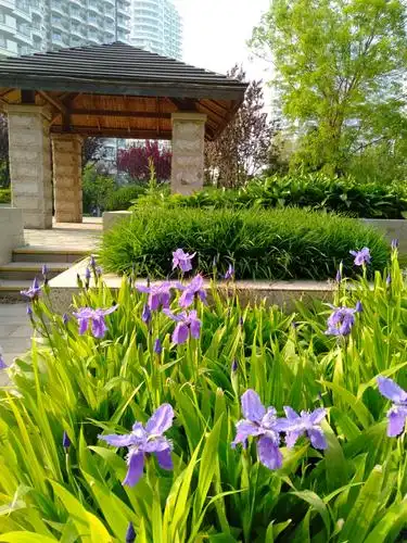 紫色幽兰的美篇