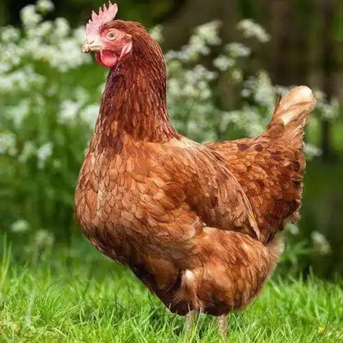 海兰灰蛋鸡苗专业产蛋全国发货