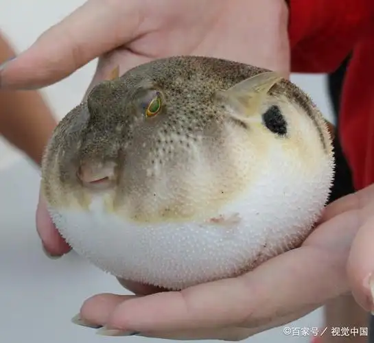 河豚 圆鼓鼓的河豚看似可爱,还时常被用来擦鞋,但是体内的毒素部缮