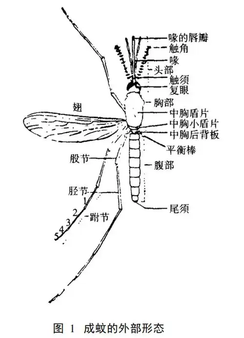 深度剖析蚊子微结构肉眼如何分辨蚊子公母