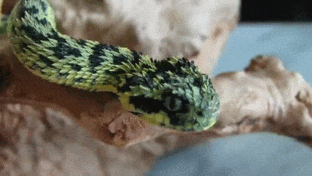 香蛇能散发香味驱虫防蚊活香蛇被妇女当耳环图片