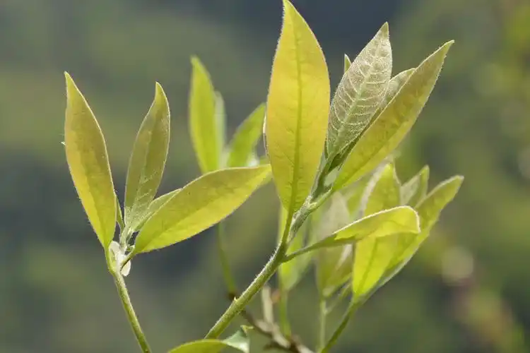 重庆特产巫溪野生老鹰茶叶500g 老荫茶红白茶2017年新茶清热解暑
