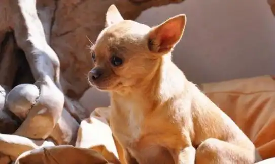 杂交吉娃娃狗特征