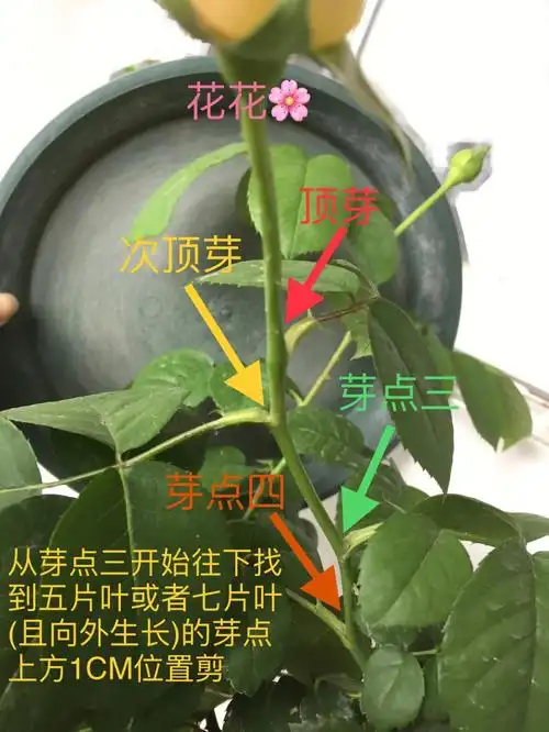 月季新手花友关于花后枝条的修剪方法
