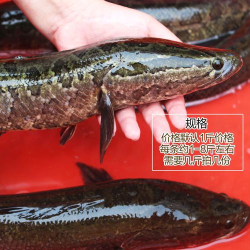 皓谦活鲜鱼乌鱼新鲜财鱼现杀淡水大活鱼酸菜鱼片术后滋补炖汤 一条装
