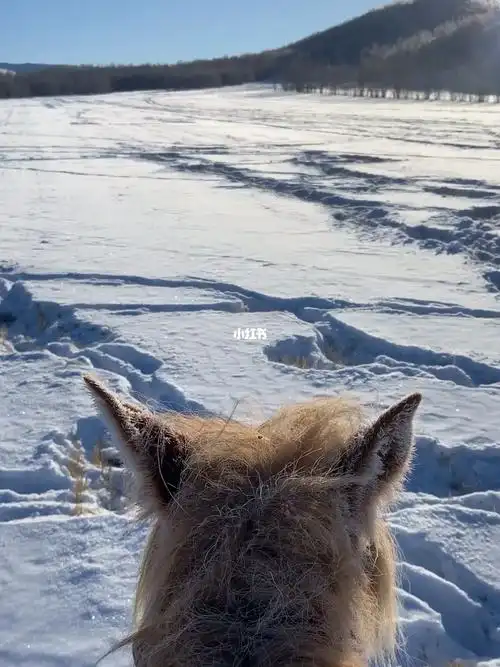 认识了很多动物的足迹,野猪的足迹是一条线,袍子的足迹是错开的脚印