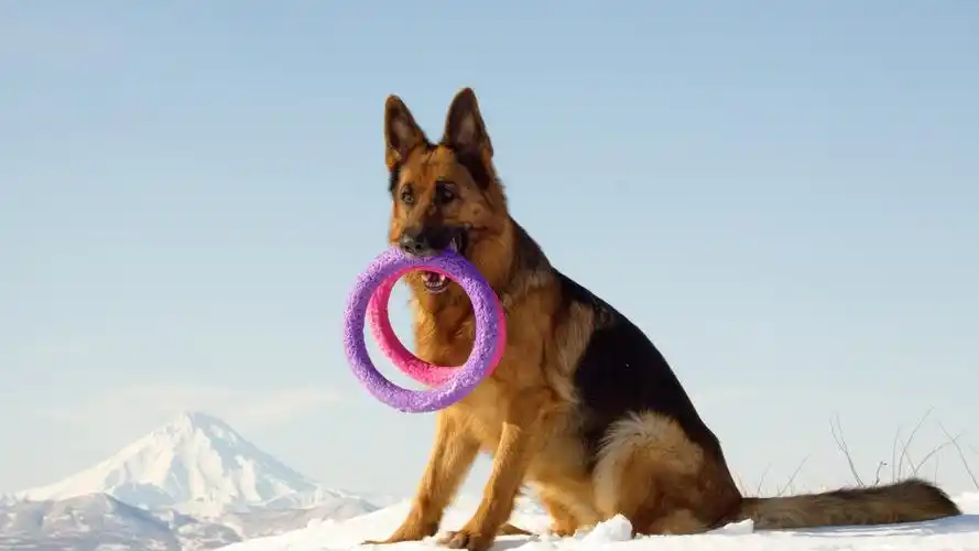 敏捷的德国牧羊犬壁纸