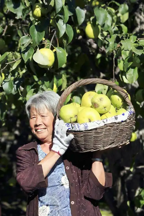 金秋----收获的季节-----果农的喜悦!