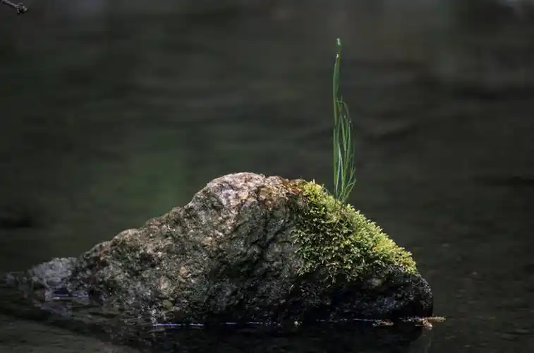 白天,正面,草地,石头,美景,植物,叶子,波纹,石子,池塘,景观,水池,青苔