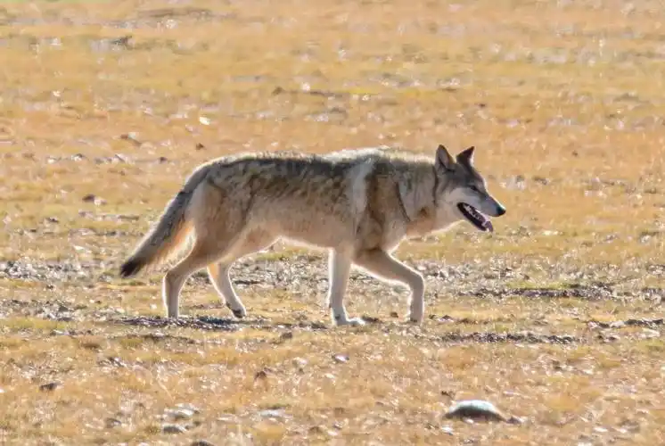西藏旅拍西藏狼#草原精灵#野生动物零距离 #爱护大自然爱护动 - 抖音