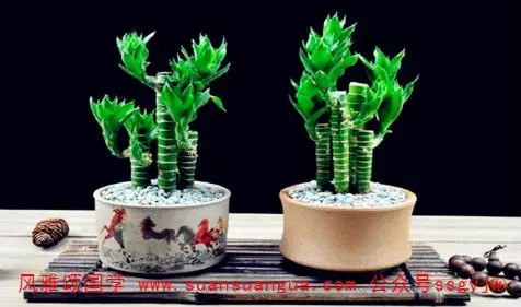 周易与气运富贵椰子竹的气运寓意与禁忌摆放