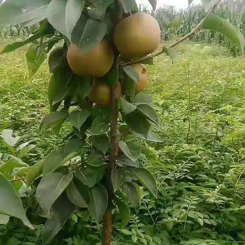 开发区程实园艺场结果年限:40树苗年限:40树苗成活率:98%地径:8cm胸径