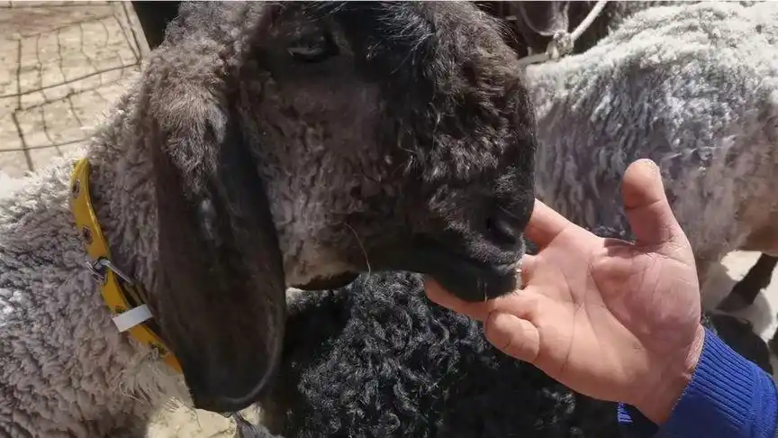 麦盖提的刀郎羊