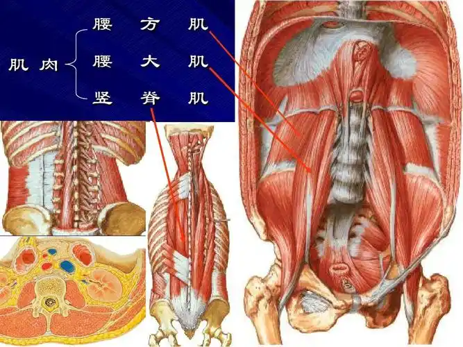 9,急性腰部扭挫伤ppt 第4页 (共18页,当前第4页) 你可能喜欢 腰部肌肉