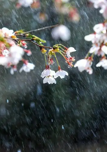 雨扰了我的清闲,那晚的雨景让我难忘,这大概就叫似水流年吧!