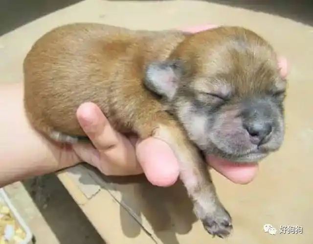 其实,这一只小土狗并不是个例,小土狗们都是带着这样的品质出生,并