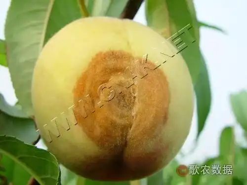 桃树褐腐病发病规律及防治方法!